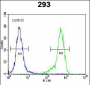 NDNF Antibody (N-term)